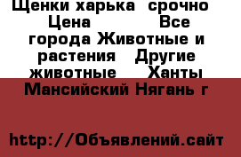 Щенки харька! срочно. › Цена ­ 5 000 - Все города Животные и растения » Другие животные   . Ханты-Мансийский,Нягань г.